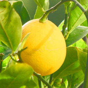 Lemon Meyers