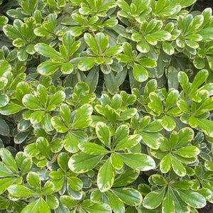 Pittosporum Mojo