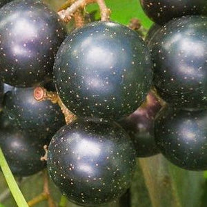 Grape Albemarle