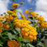 Lantana New Gold