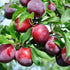 Plum Ozark Premier
