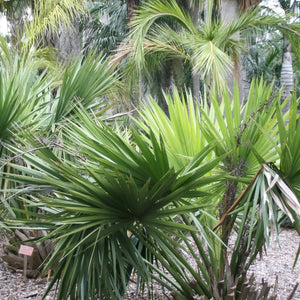 Palm Sabal Minor