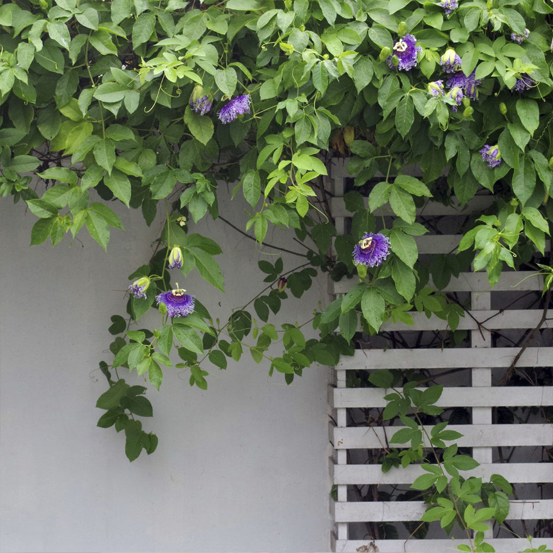 Passion Fruit Vine Trellis