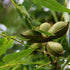 Pecan