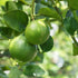 Lime Persian
