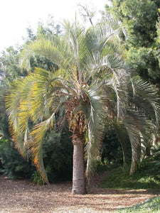 Palm Pindo
