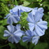 Plumbago