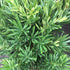 Podocarpus Pringle