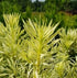 Podocarpus Roman Candle