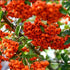 Pyracantha Mohave