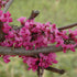 Redbud Merlot