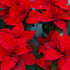Annuals Misc Poinsettia