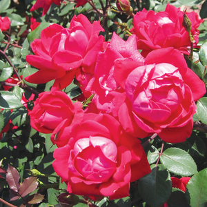 Rose Double Red Knockout