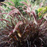 Pennisetum Rubrum
