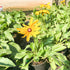 Rudbeckia Indian Summer