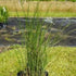 Sand Cordgrass