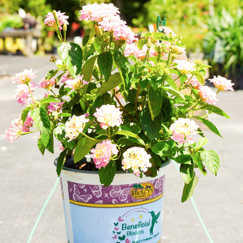 lucky lavender plant Lantana Lucky Lavender – Southern Scapes Nursery