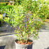 Wax Myrtle