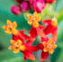 Butterfly Weed Silky Scarlet