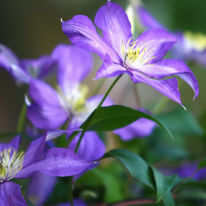 Clematis Assorted Variety