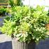 Pittosporum Laura Lee