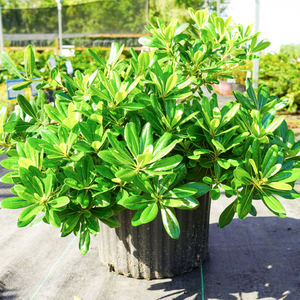 Pittosporum Wheelers Dwarf