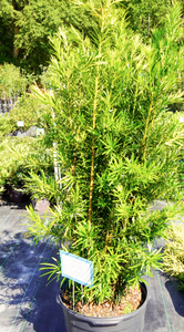 Podocarpus Southern Yew