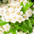 Indian Hawthorn Snow White