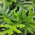 Philodendron Hope