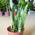Snake Plant Sanseviera Laurentii