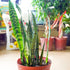 Snake Plant Sanseviera Zeylanic