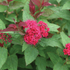 Spirea Double Play
