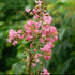 Crape Myrtle Standard