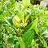Ligustrum Waxleaf