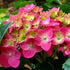 Hydrangea Summer Crush