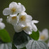 Sweet Mock Orange