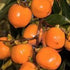 Persimmon Tanenashi