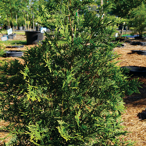 Thuja Green Giant