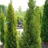 Thuja Emerald Green