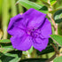 Tibouchina Urvilleana