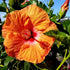 Hibiscus Tropical