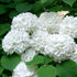 Viburnum Popcorn