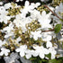 Virburnum Summer Snowflake