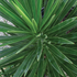 Yucca Spanish Bayonet