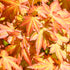Japanese Maple Orange Dream