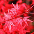 Japanese Maple Moon Fire