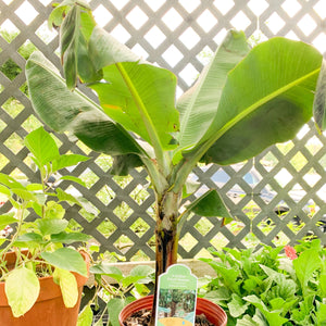 Banana Tree Cavendish Dwarf