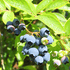 Blueberry Brightwell
