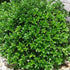 Holly Dwarf Burfordi