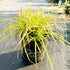 Carex Everillo